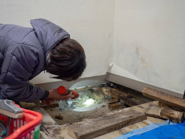 Best Asbestos and Lead Testing During Mold Inspection  in Chicago Ridge, IL