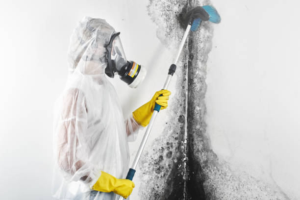 Best HVAC Mold Inspection and Cleaning  in Chicago Ridge, IL