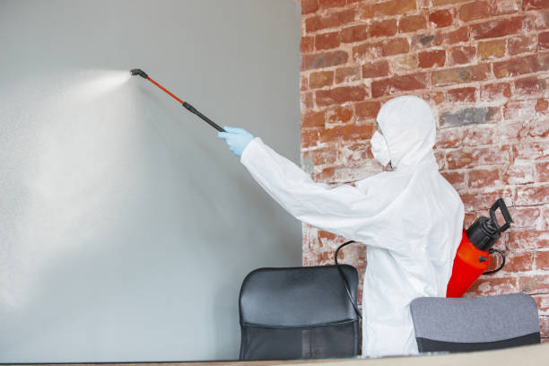 Best Mold-Related Health Consultation  in Chicago Ridge, IL