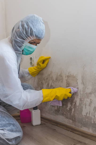 Best Mold Removal for HVAC Installations  in Chicago Ridge, IL