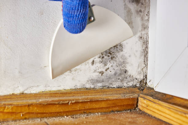 Environmental Consulting for Mold Prevention in Chicago Ridge, IL