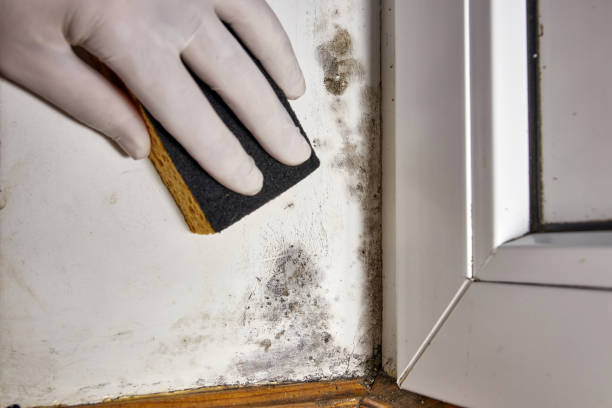 Best Mold Remediation for Healthcare Facilities  in Chicago Ridge, IL